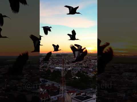 Curicacas, São Lourenço do Sul/RS