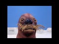 Pingu Laughing Walrus