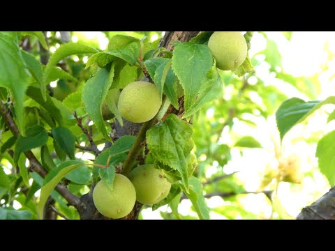 Japanese Apricot Tree "UME"