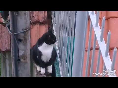 traduzindo para lingua humana o que o teobaldo falou