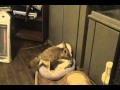 Quiggly the fennec fox humping a pillow 