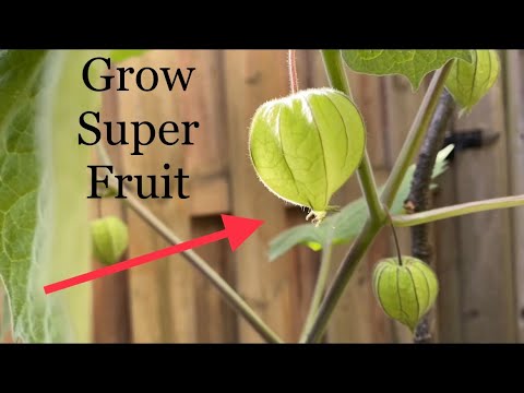 How to grow super Fruit | Golden Berries | Ground cherries | from seeds | Harvest in 6 months |