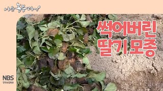 [나는농부다 242회] 썩어버린 딸기 모종