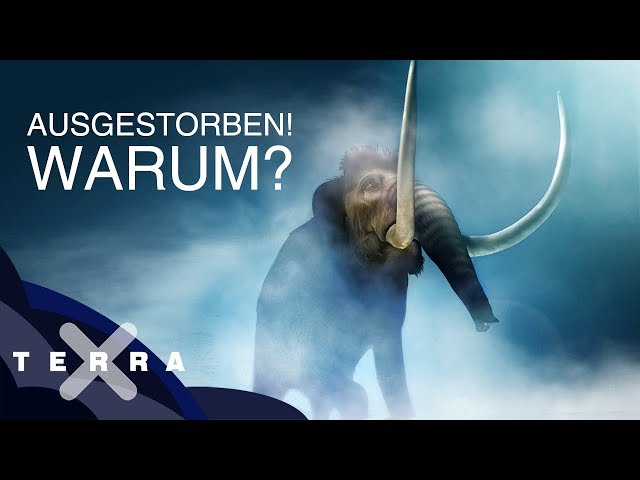 Vidéo Prononciation de Mammut en Allemand