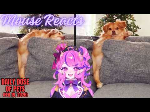Mouse Reacts to Daily Dose of Pets: He Needed The Last Word (Feb 19, 2026)