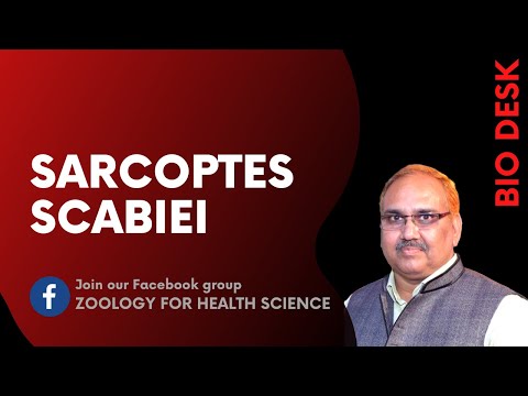 Mange mite / Itch mite | SARCOPTES SCABIEI