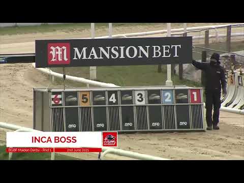 Inca Boss - BGBF British Bred Maiden Derby - Heat 3