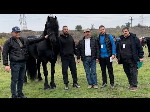 Friesian Horse Parade Romania 2025 – Viișoara Târgoviște | Event organized by Ghenosu‼️