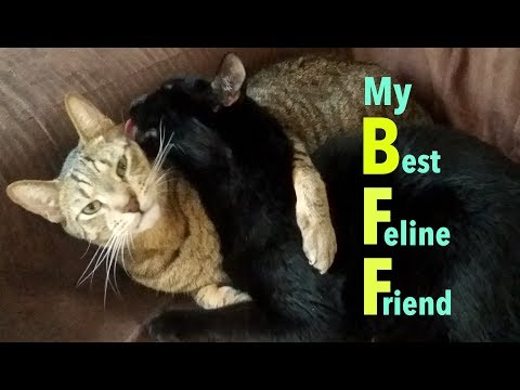 😽YOU ARE MY BEST FRIEND😼Cats Celebrate BF Day