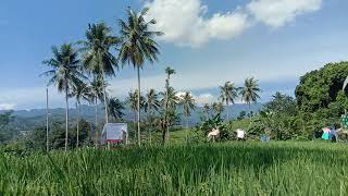 Download lagu suasana desa ku. #short mp3 Download lagu suasana desa ku. #short mp3