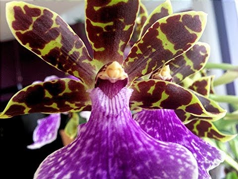 , title : 'Orchid Care and culture : tips on potting, watering and re-blooming Zygopetalum and similar Orchids'