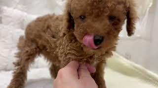 トイプードルの動画01