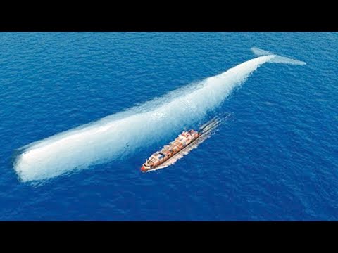 Cfare Arrin te Beje Balena me e Medhe ne Bote?  • Fakte Interesante