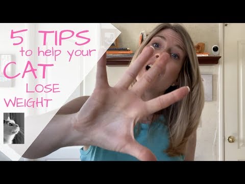 5 Tips to Help your Cat Lose Weight