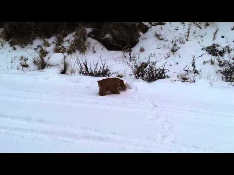 Lola a SPDF al pont de la inmaculada