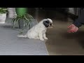 Cavapoo dogs for sale: Miley - Video 1