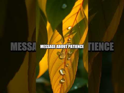 A Rooftop Forest of Change