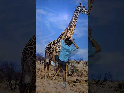 ade naik jerapah gambar #trandingshorts