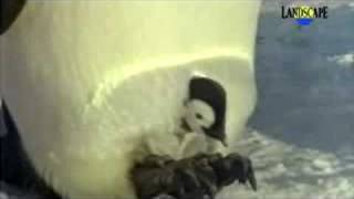 Pachelbel Canon (with Penguins)