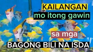 PAANO MAG KUNDISYON NG MGA BAGONG BILI NA ISDA