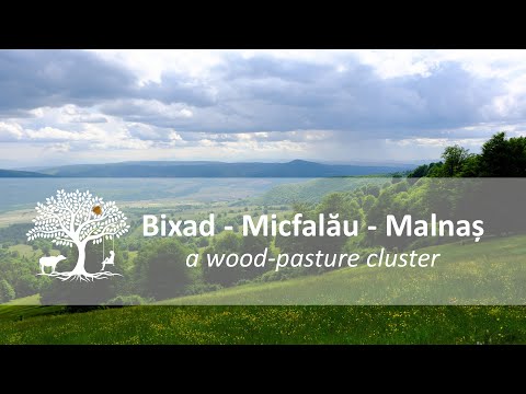 Bixad - Micfalău - Malnaș: ein Verbund von Hudewäldern
