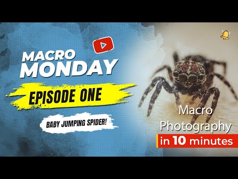 Macro Monday Episode 1 - Baby Jumping Spider