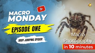Macro Monday Episode 1 - Baby Jumping Spider