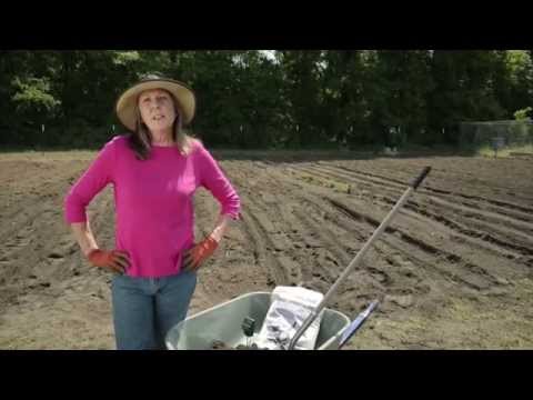download lagu mp3 mp4 How To Amend Sandy Soil, download lagu How To Amend Sandy Soil gratis, unduh video klip How To Amend Sandy Soil