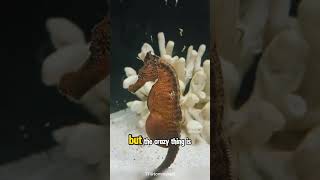 The only male in the world to give birth! 😱🐴 #unique