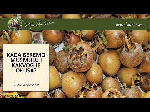 Kada beremo mušmulu i kakvog je okusa?