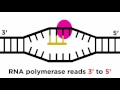 Transcription and Translation: From DNA to Protein