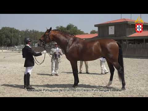 220716 11 Oxalá Plus Aprovação de Garanhões