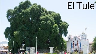 preview picture of video 'EL ÁRBOL DEL TULE Y SUS FIGURAS - AHUEHUETE ANCESTRAL EN OAXACA'