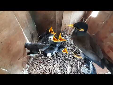 EP 61 | Myna Feeding Series of Insects to baby birds in nest | day 15 | Myna Feeding baby's