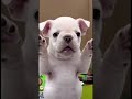 Wash My Bellay Fyp Ai Pibble