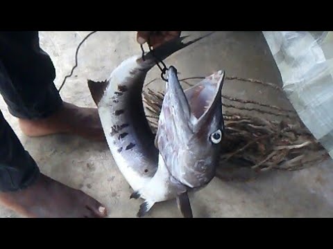 MAN Vs DEADLIEST FISH