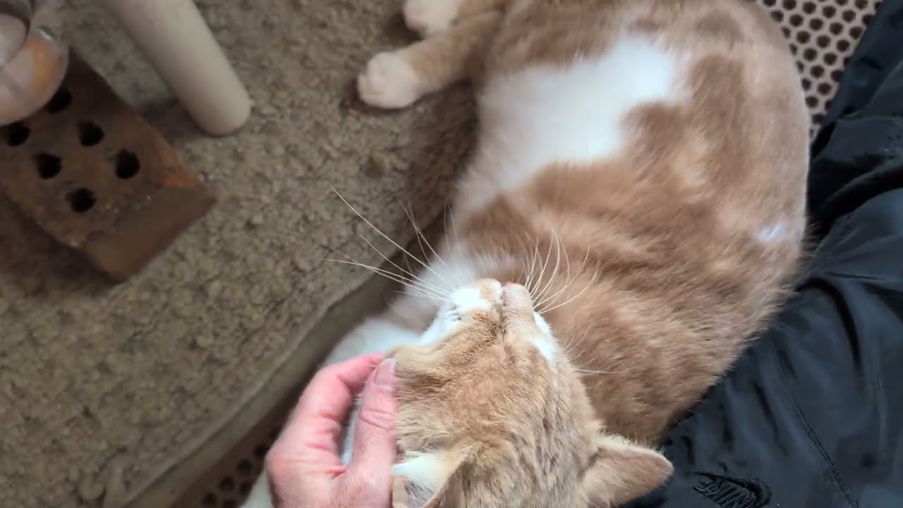 BABBA, a Adoptable Domestic Short Hair in Fairview Heights, IL video 2/6