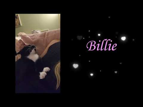 Billie, an adoptable Tuxedo in New York, NY_image-1