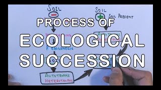 Process of Ecological Succession | Primary & Secondary Succession Concept