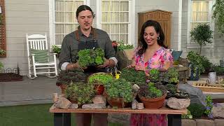 Roberta's 6-Piece Hardy Hens & Chicks Live Plants on QVC