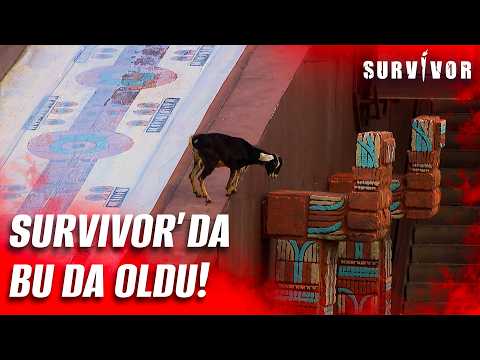 Survivor Türkiye and TV8