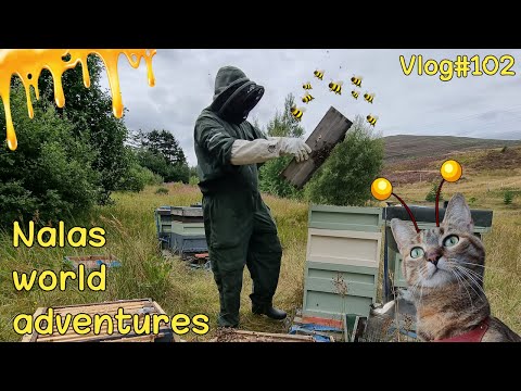 , title : 'BEEKEEPER for a day 😻🐝 Vlog #102'