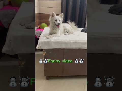 🐕 🐶 dogs 🐕 🐕🐕🐕🐕🐕