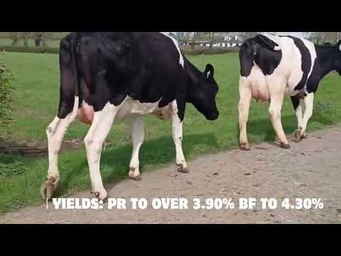 Dairy - Mountain Friesian Sale - Image 2