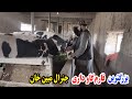 بزرګترین فارم ګاوداری در ولایت لوګر ستر جنرال مبین خان