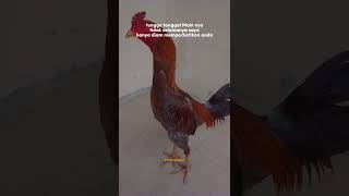 Download lagu Story Ayam tarung mp3