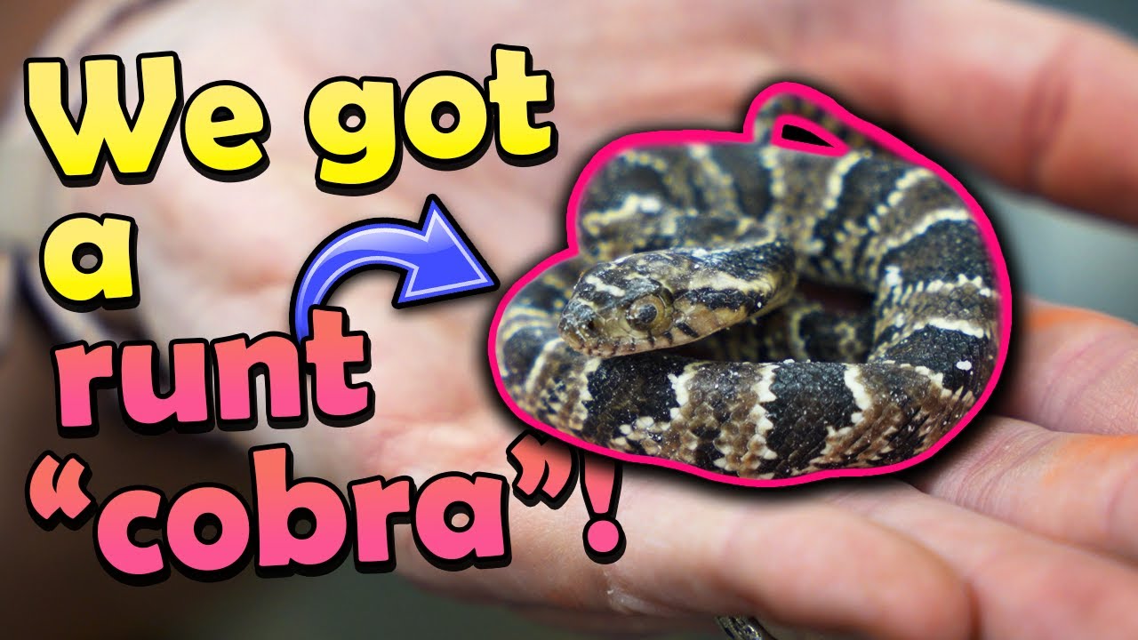 Baby False Water Cobras- From Laying to Hatching! (Plus a runt...)