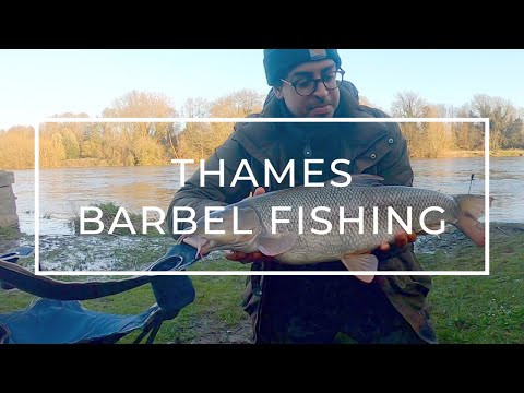 Thames Barbel Fishing | Little Bear, the Swan and the Mixed Bag | Weird Things When Fishing