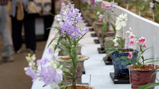 6月19日【びわ湖放送ニュース】草津市・みずの森に咲いた蝶の花「ウチョウラン展」