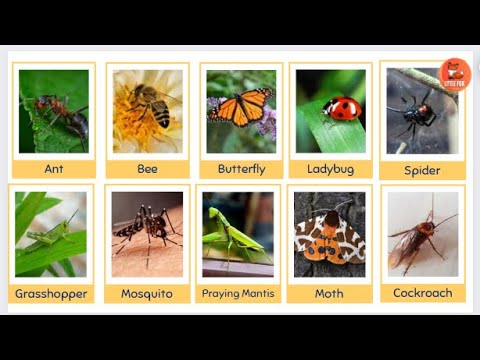 Flash cards  - Top 60 Insects & Bugs Name in English for kids #kidslearning #kidseducation  #insects